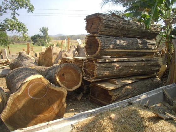 Acacia tree sawn for slabs
