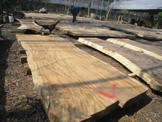 Collecting large acacia slabs 