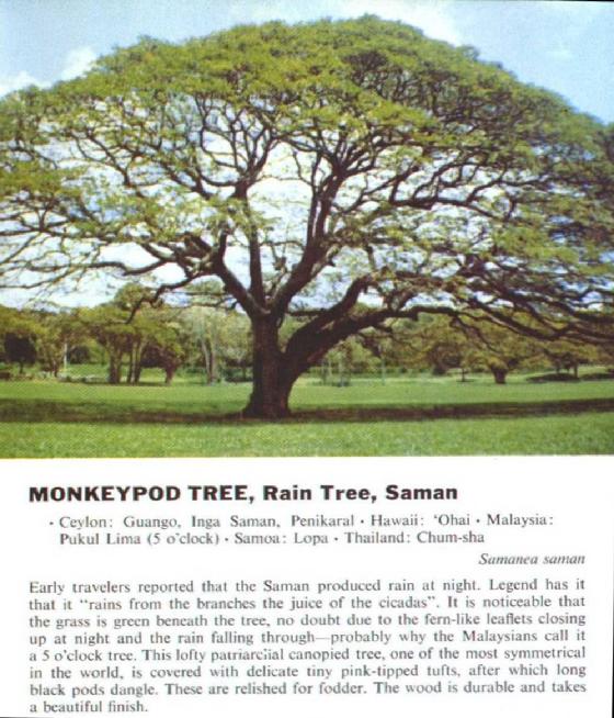 Monkeypod Tree